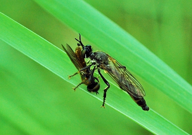 Dioctria sp. (Asilidae)