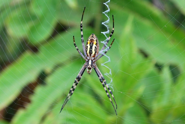 Argiope bruennichi