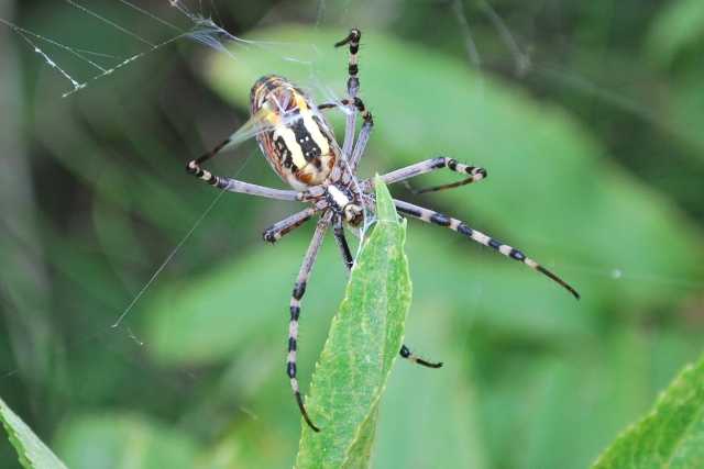 Argiope bruennichi