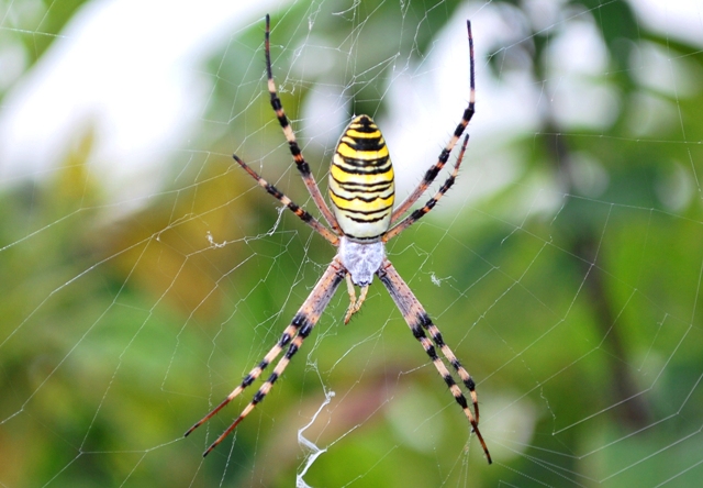 Argiope bruennichi