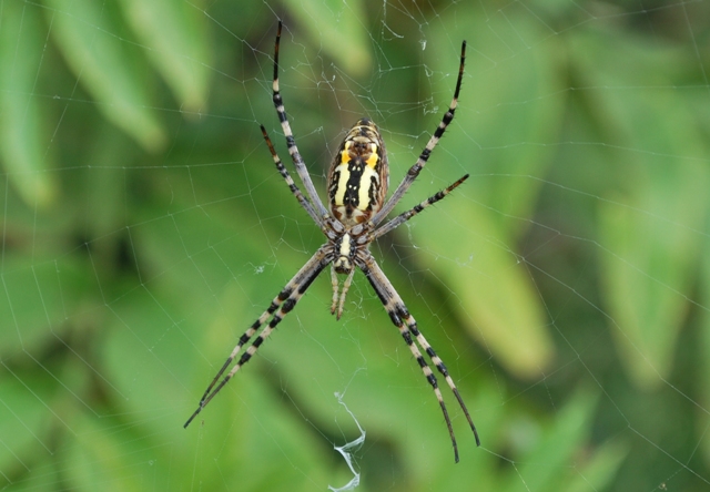 Argiope bruennichi