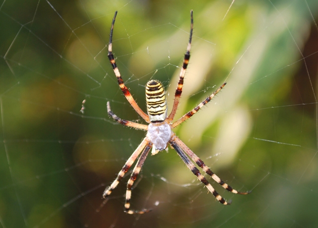 Argiope bruennichi