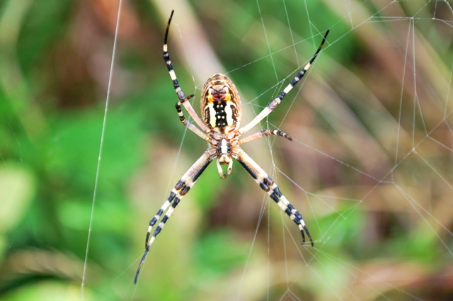 Argiope bruennichi