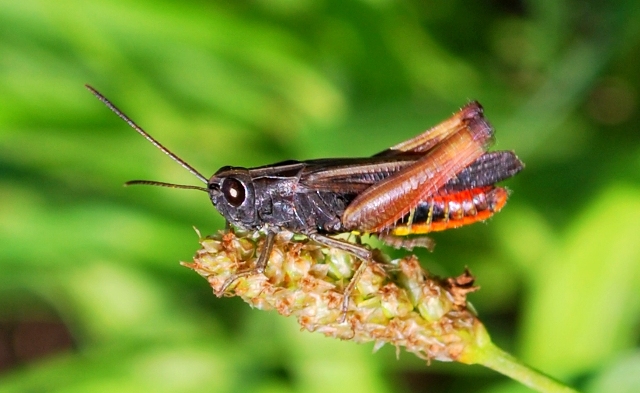 Omocestus rufipes