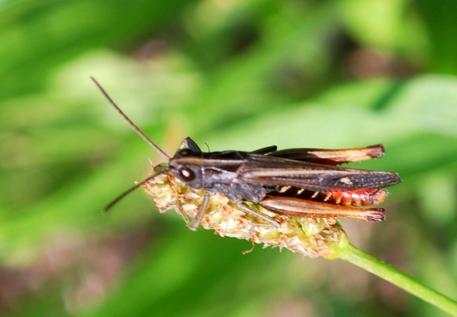 Omocestus rufipes