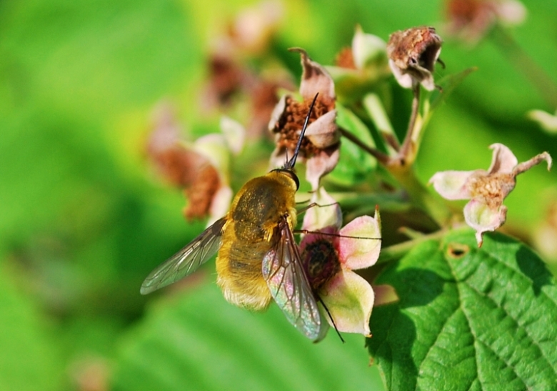 quale Bombylius?