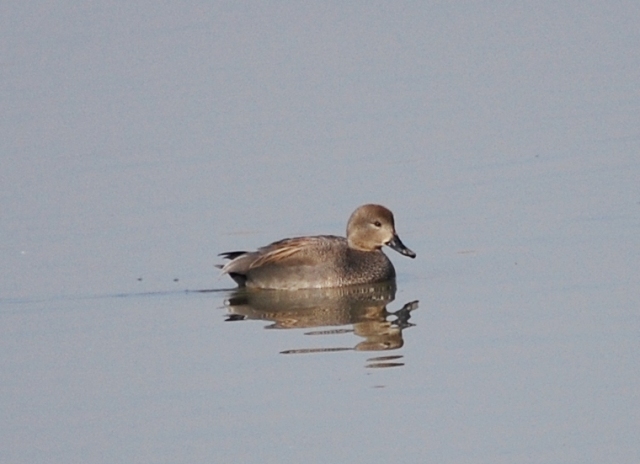 Canapiglia (Anas strepera)