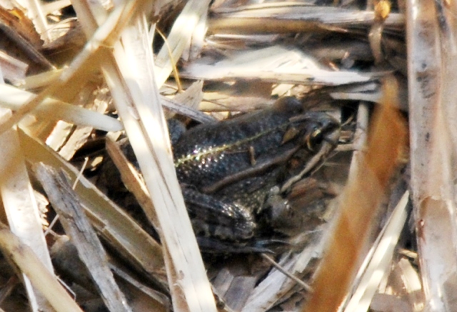 Rana da identificare - Pelophylax sp. (prov. Bologna)