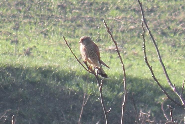 Determinazione di un uccello fotografato in Val Borbera (AL)