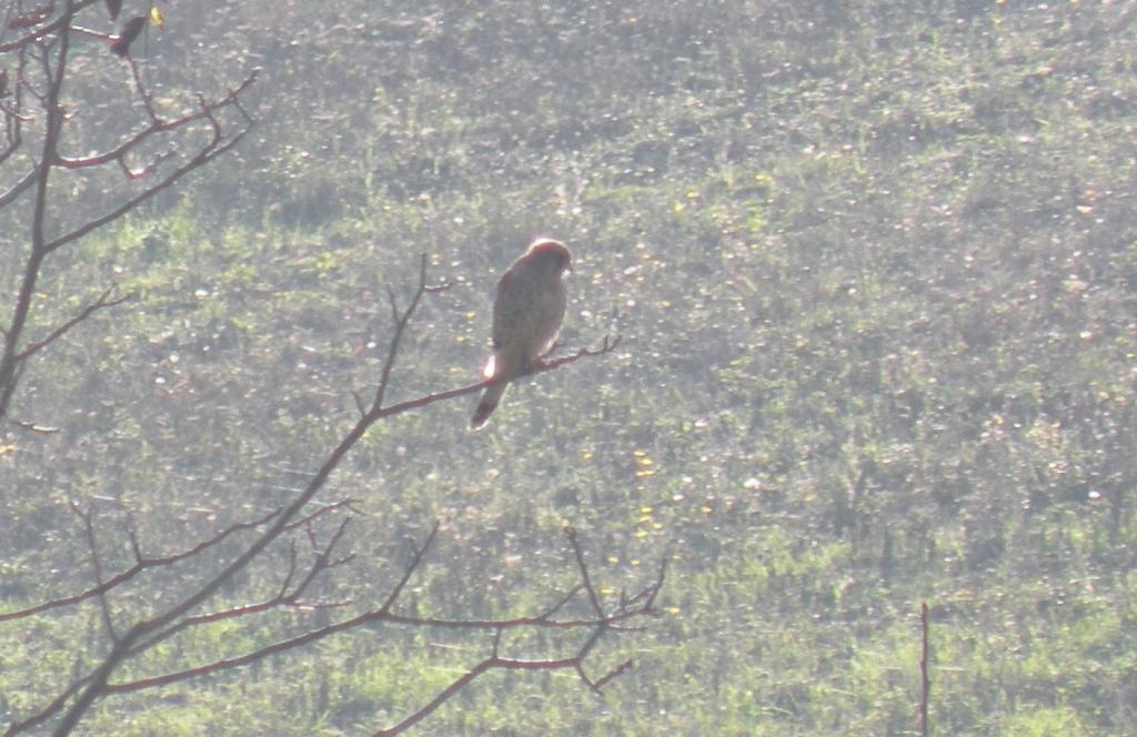 Determinazione di un uccello fotografato in Val Borbera (AL)