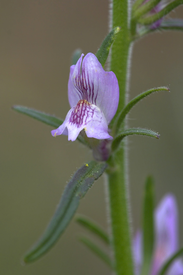 Misopates orontium / Gallinetta comune