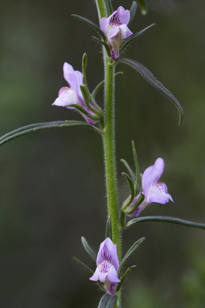 Misopates orontium / Gallinetta comune