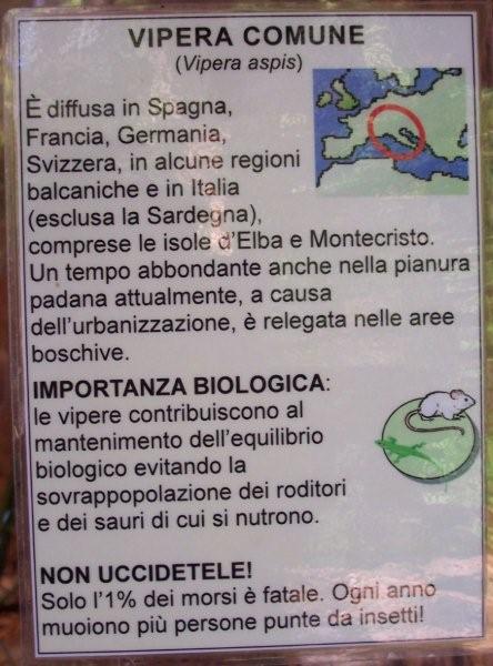 Info sulla Vipera in Sardegna