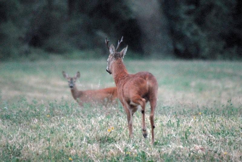 Il Capriolo