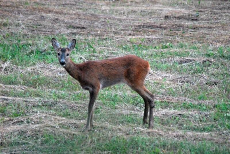 Il Capriolo