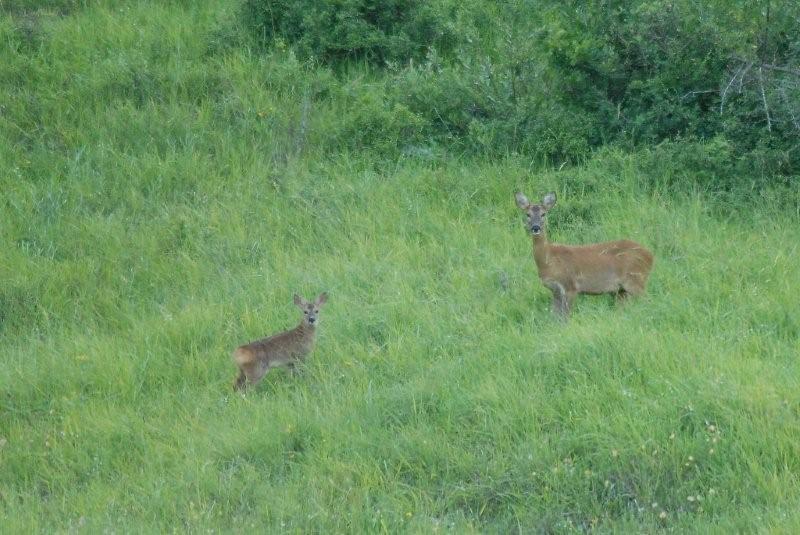 Il Capriolo