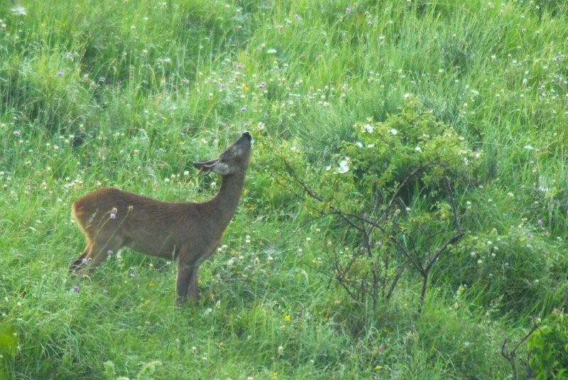 Il Capriolo