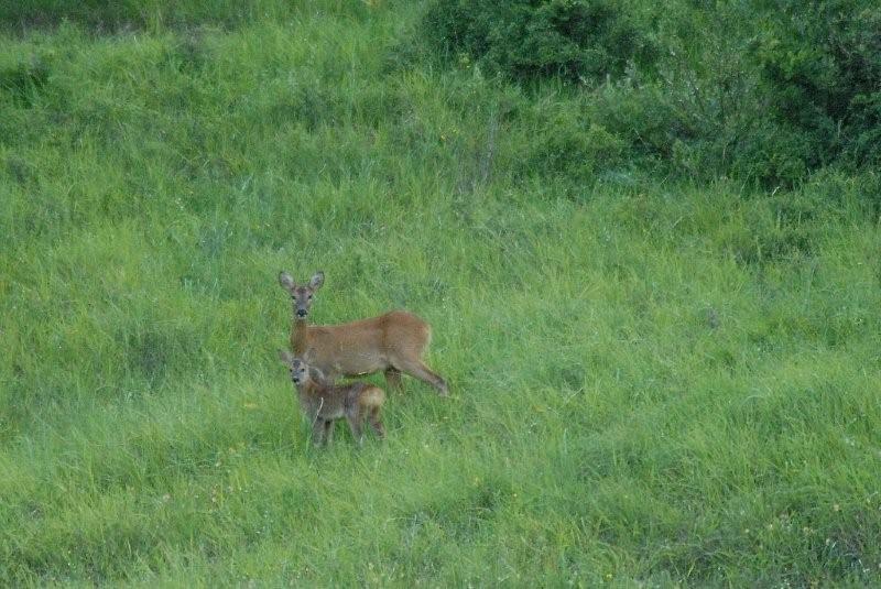 Il Capriolo