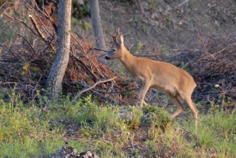 Il Capriolo