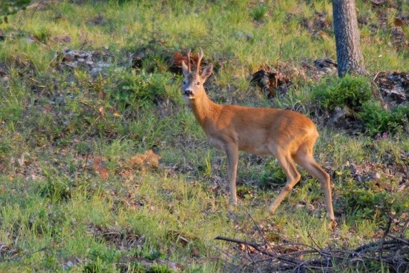 Il Capriolo