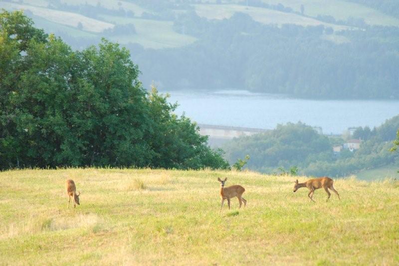 Il Capriolo