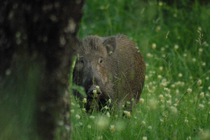 cinghiale