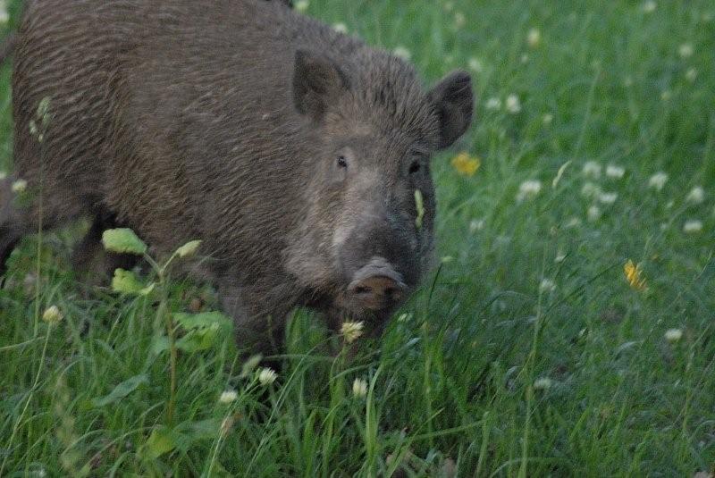 cinghiale