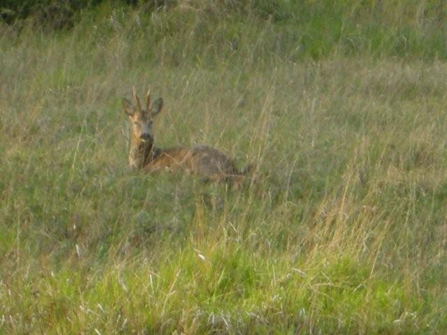 Il Capriolo