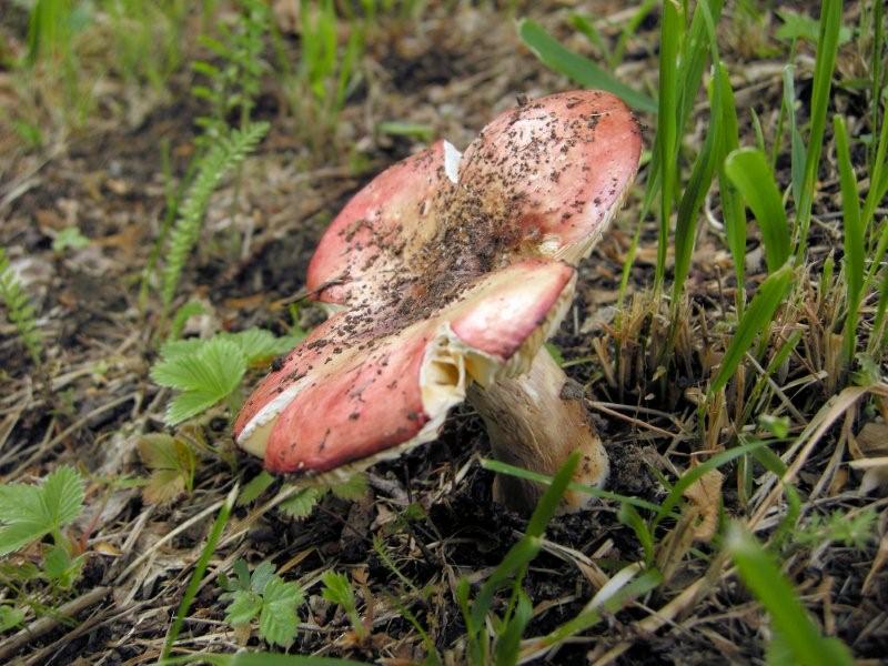 Che fungo ? (cfr. Russula rubroalba)