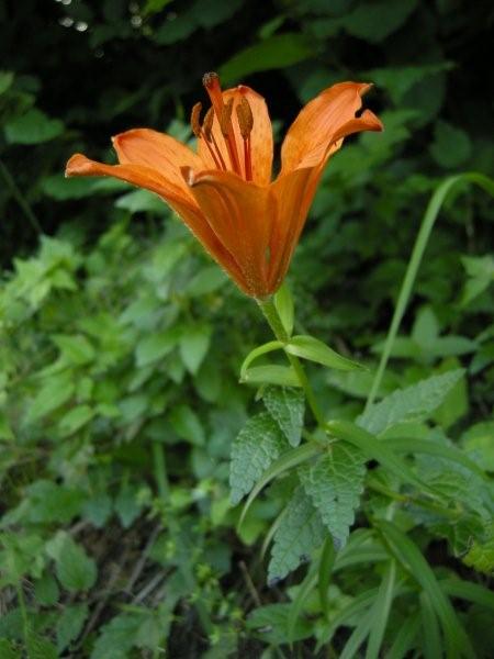 Lilium bulbiferum subsp. croceum / Giglio di S.Giovanni