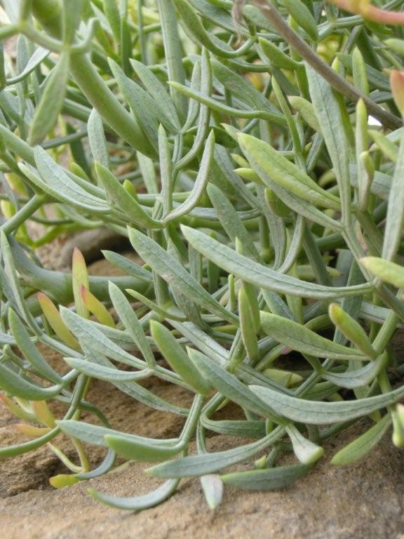 Crithmum maritimum / Finocchio marino