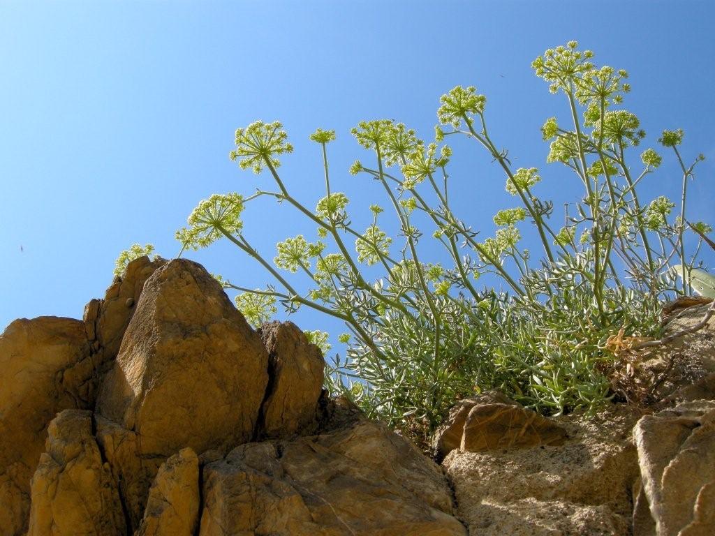 Crithmum maritimum / Finocchio marino