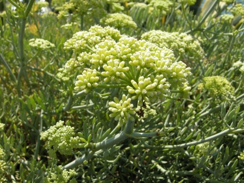 Crithmum maritimum / Finocchio marino