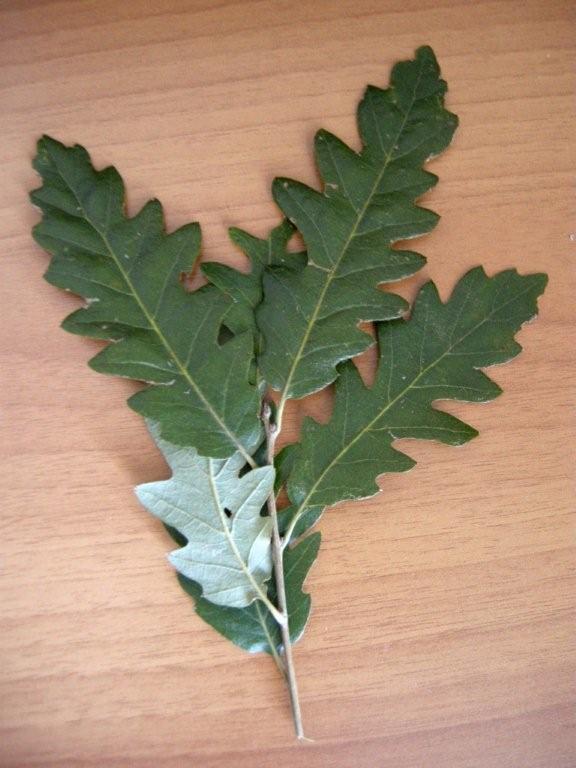 Quercus crenata  / Cerrosughera