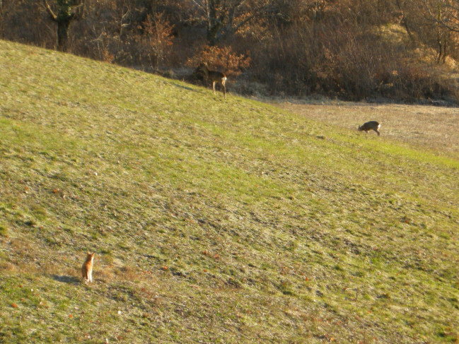 Il Capriolo