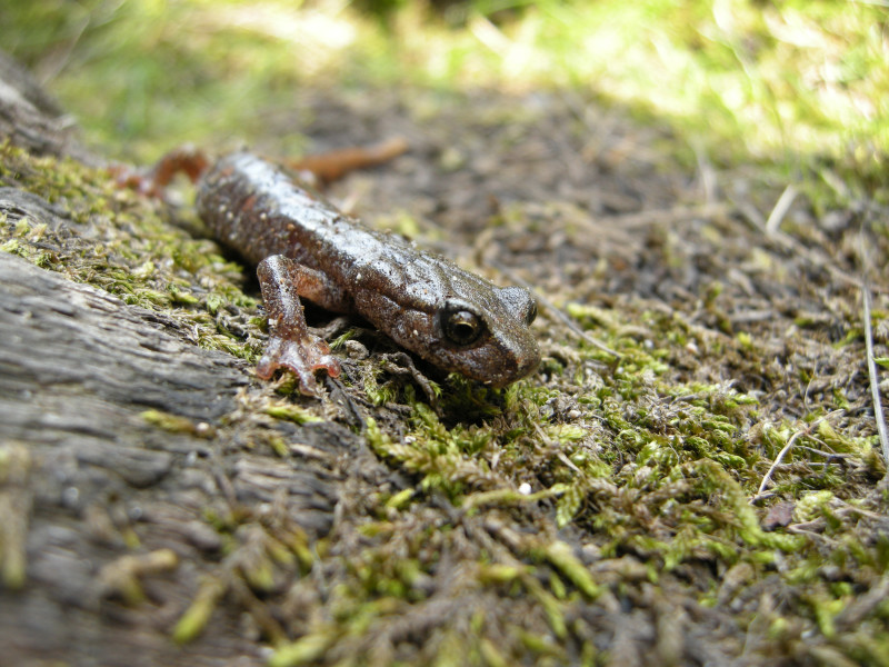 Info su Anfibio (Geotritone, Hydromantes italicus)