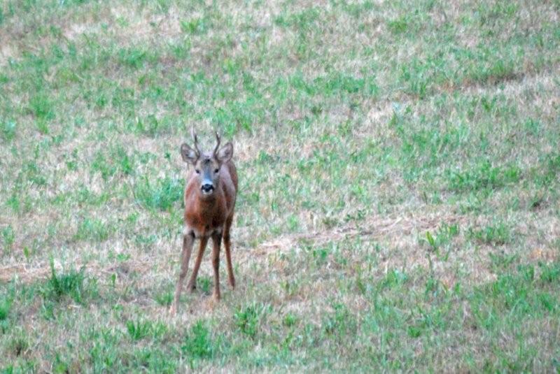 Il Capriolo