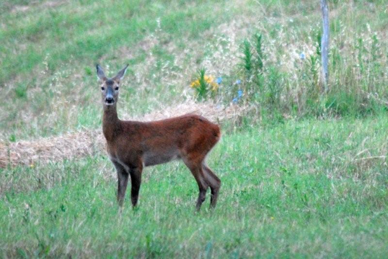 Il Capriolo