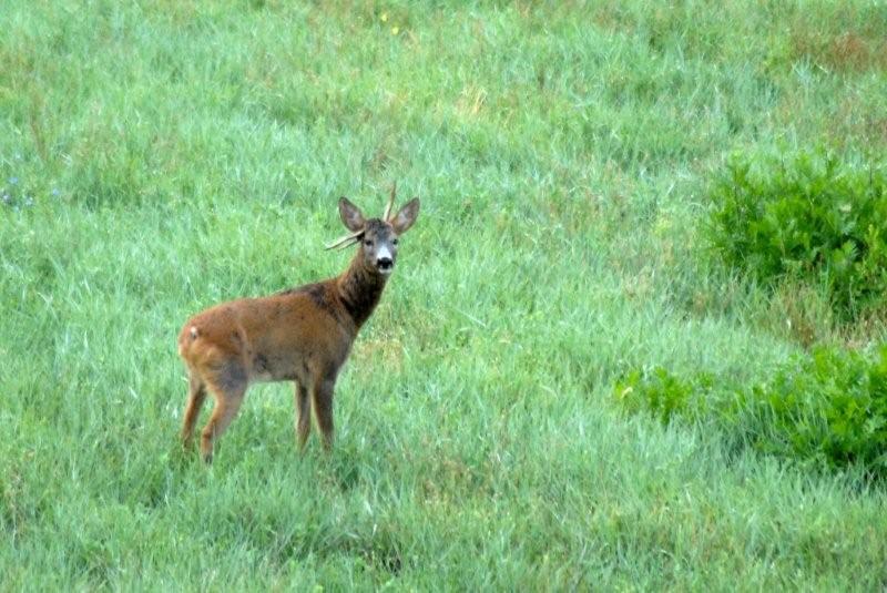 Il Capriolo