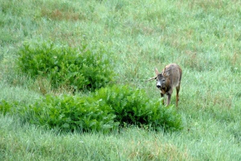 Il Capriolo