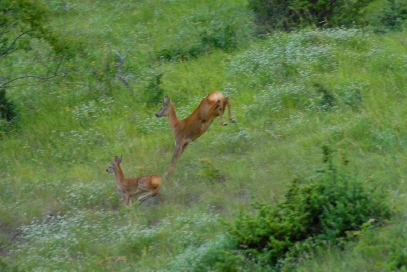 Il Capriolo