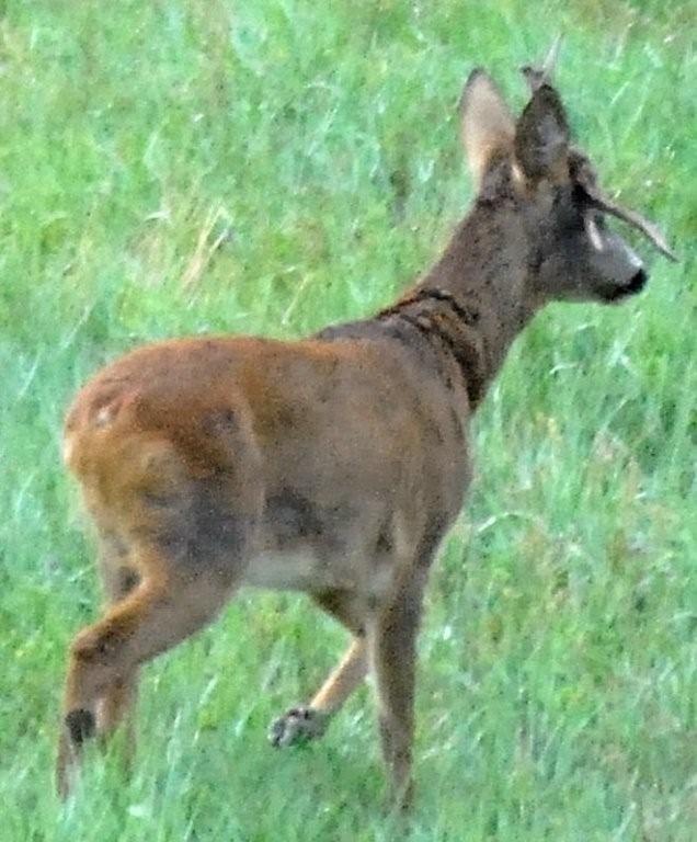 Il Capriolo