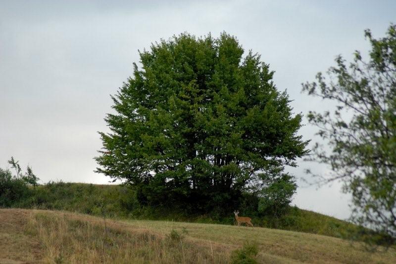 Il Capriolo