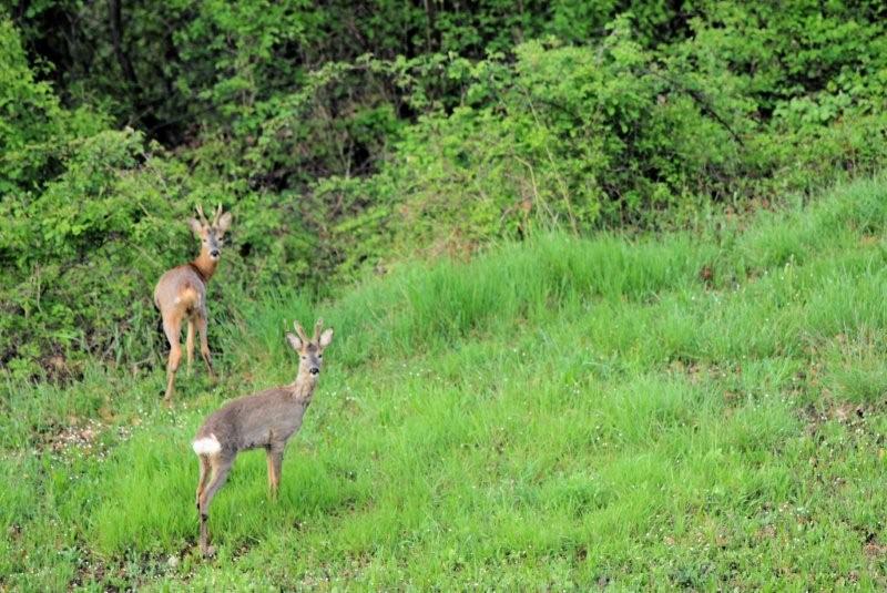 Il Capriolo