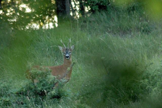 Il Capriolo