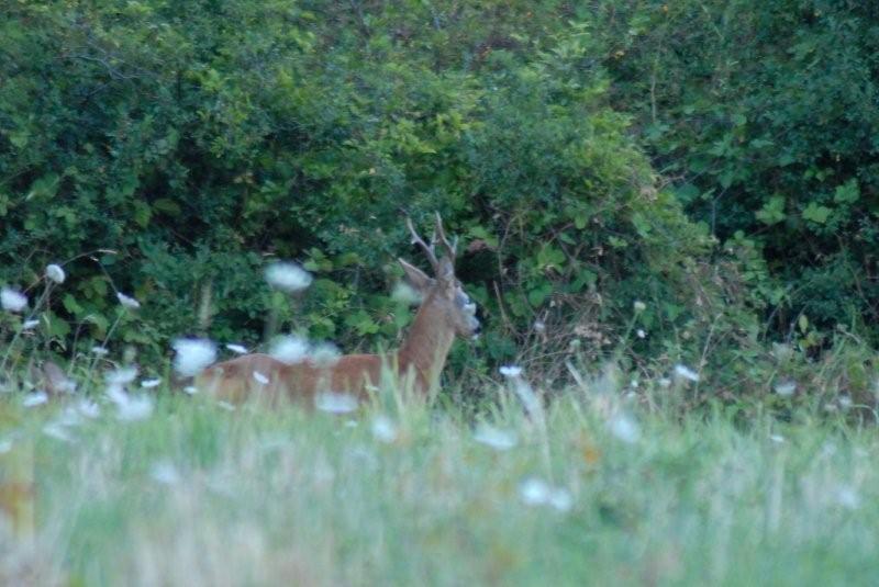 Il Capriolo