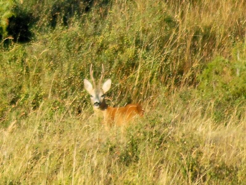 Il Capriolo