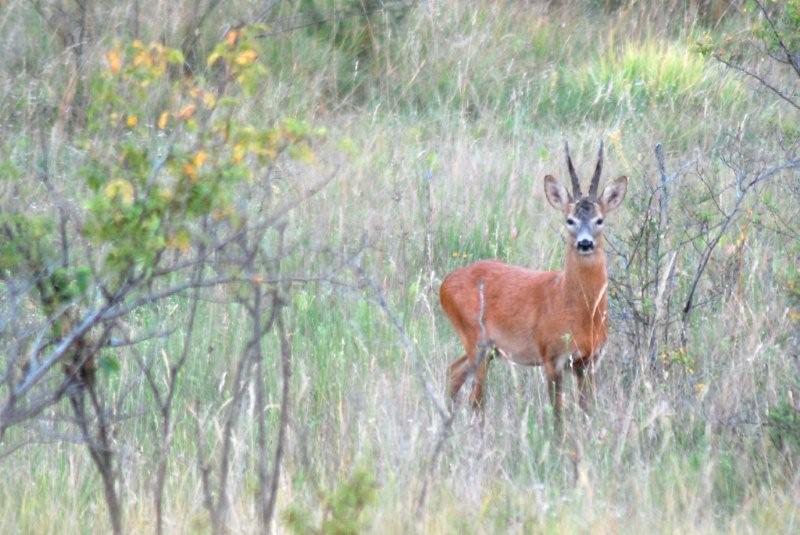 Il Capriolo