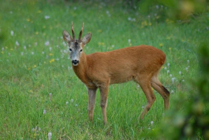 Il Capriolo