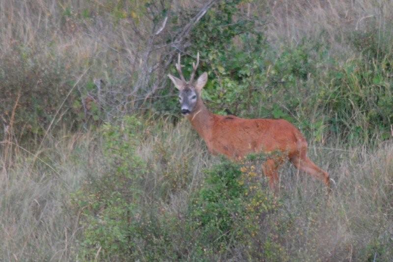 Il Capriolo